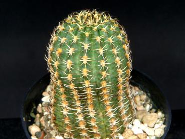 Sales plant (sample)